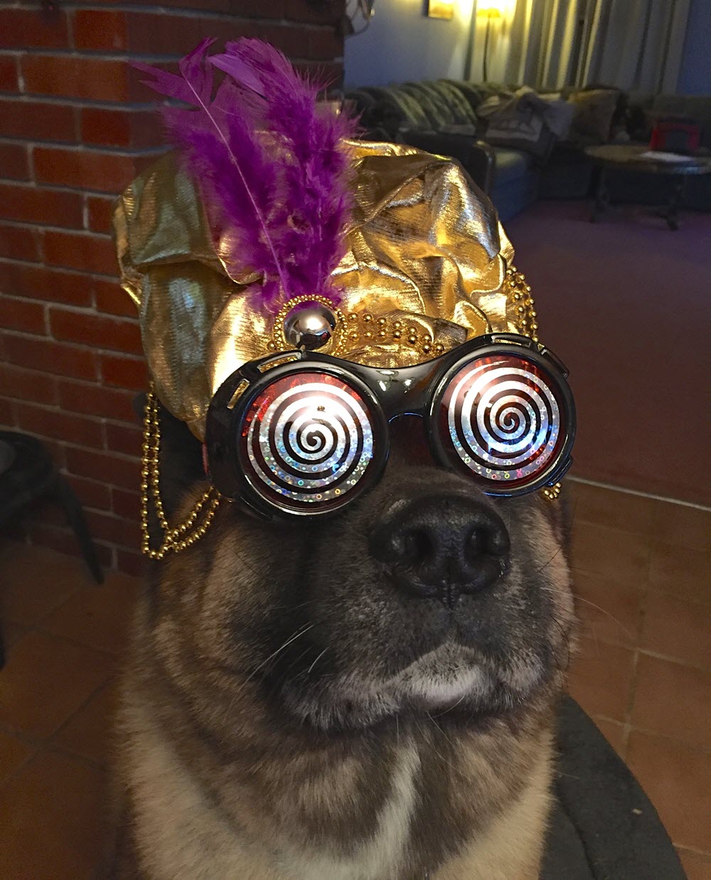 Reggie the psychic, mind reading dog